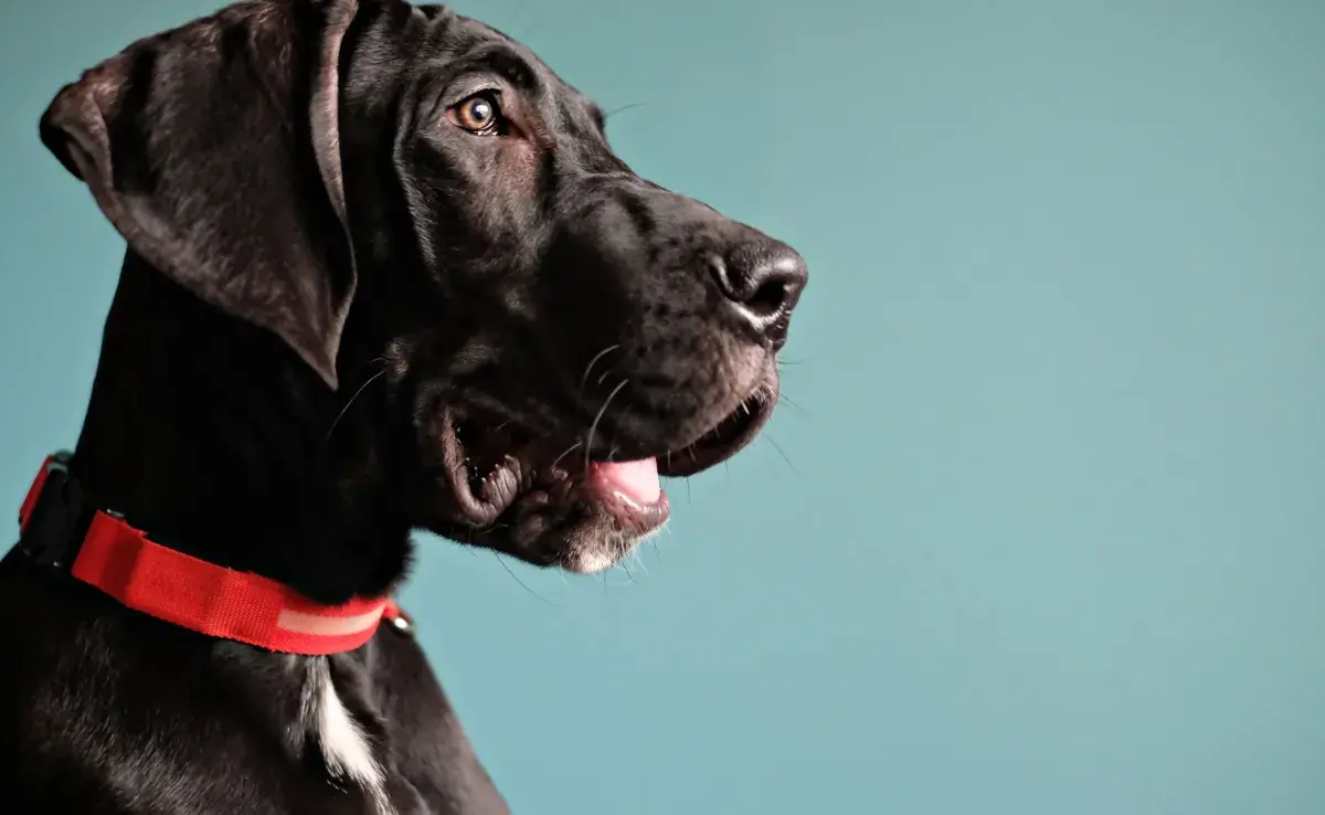 Si hay algo que domina la mente de un perro, es su nariz.