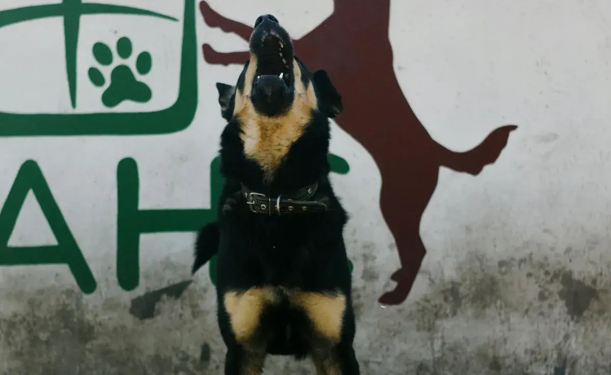 Las sirenas, la aspiradora y los truenos les causan estrés a los perros.