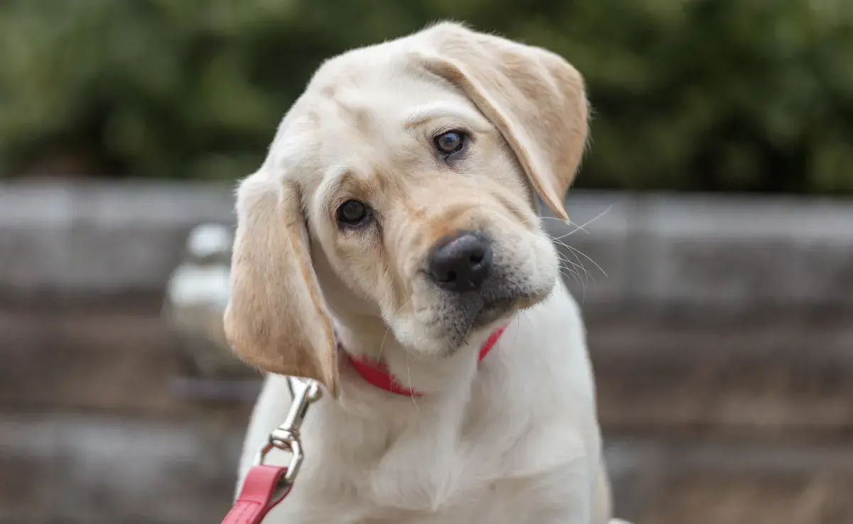 Lo primero que hay que resaltar es que el cerebro de un perro es muy parecido al de las personas.