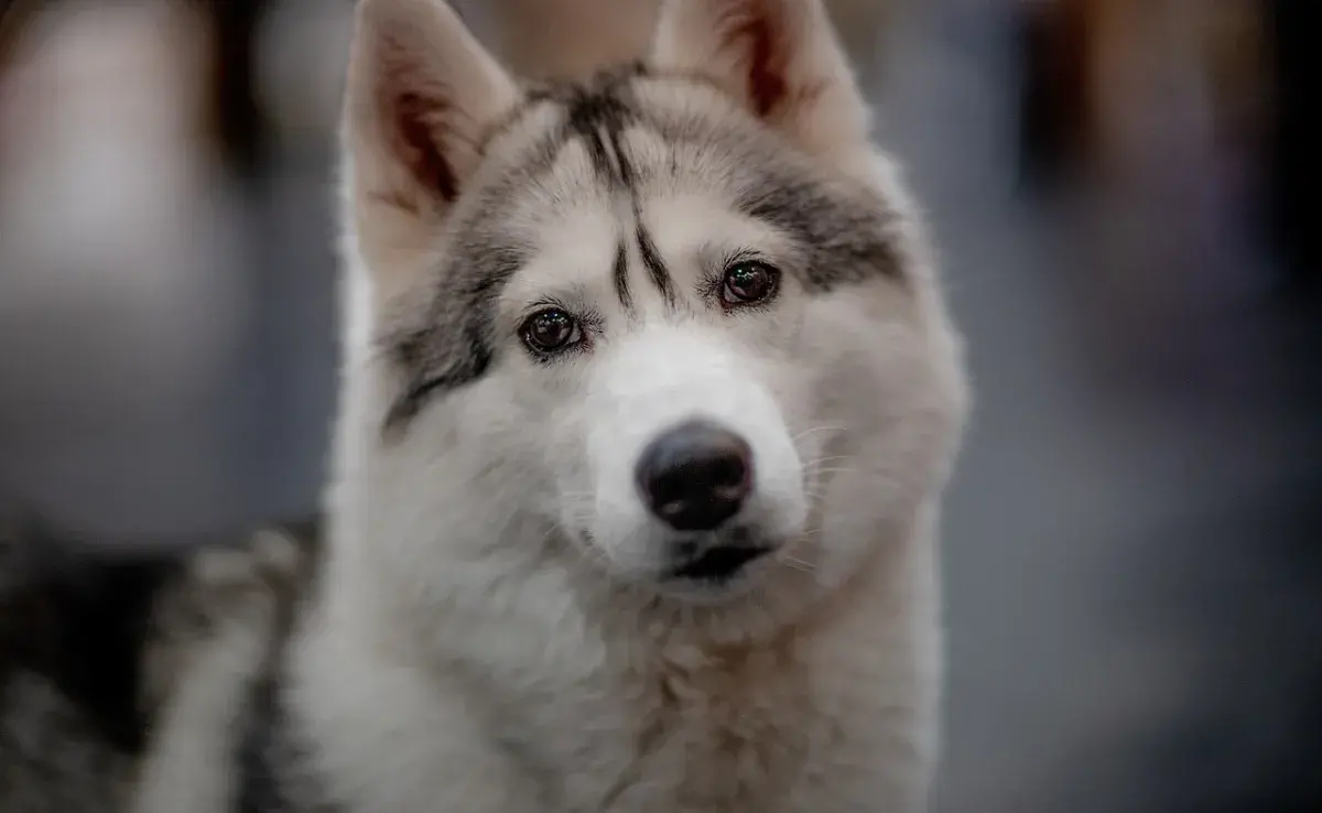 Los perros longevos tienen un gen