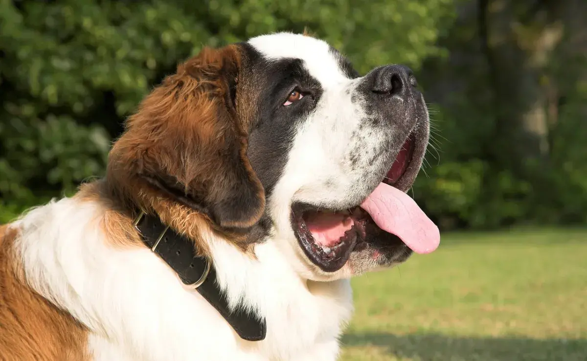 ¿Qué fue del perro “Beethoven”, el adorable San Bernardo del cine?