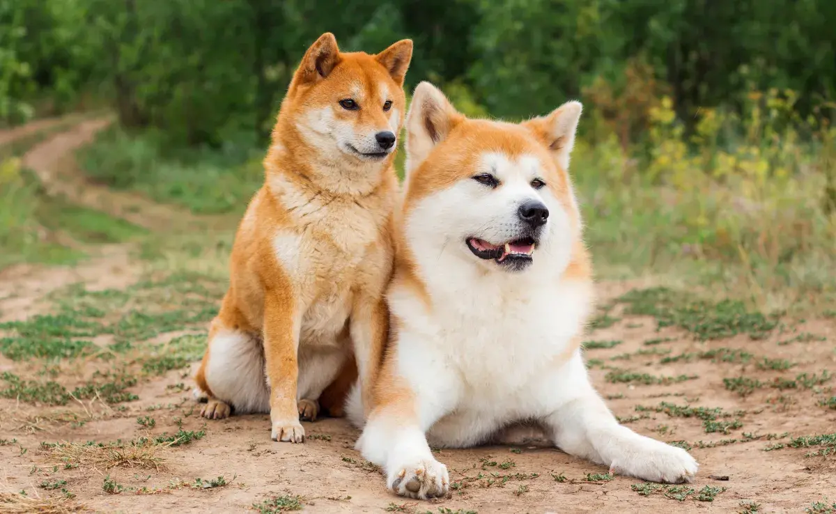 Esta raza originaria en la prefectura de Akita en el norte de Japón.