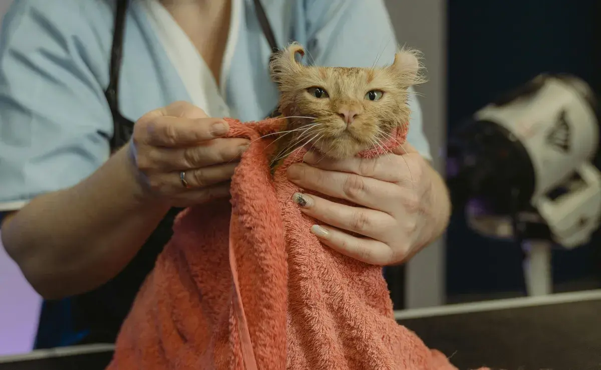 Los gatos se arrancan el pelo por estrés.