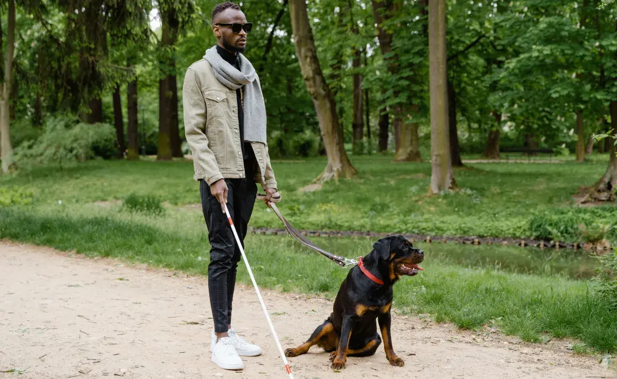 Un perro guía es un animal de servicio entrenado rigurosamente para asistir a personas con discapacidades visuales.