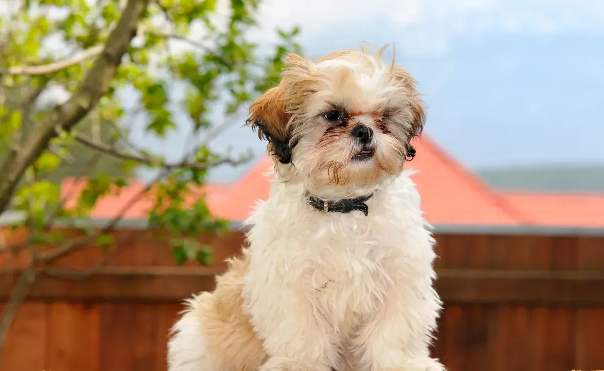 Los perros necesitan aproximadamente tres semanas para adaptarse.