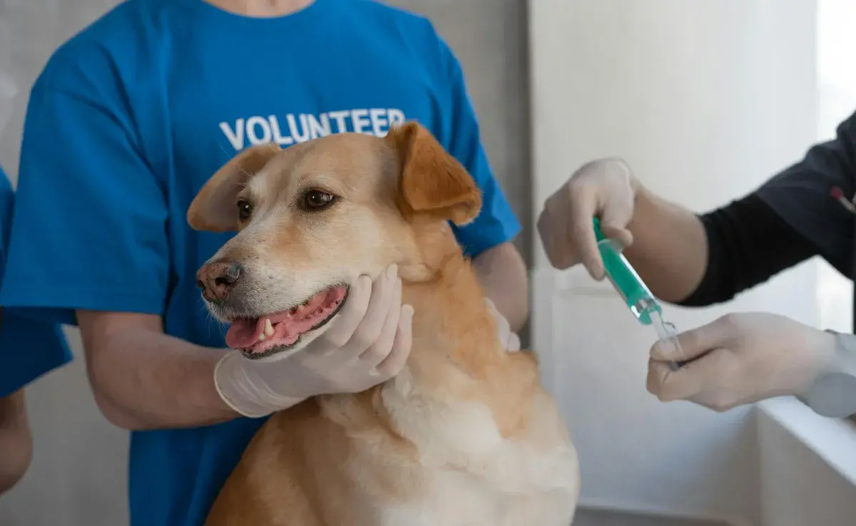 Gracias a las vacunas, han bajado los niveles de distemper en Chile.