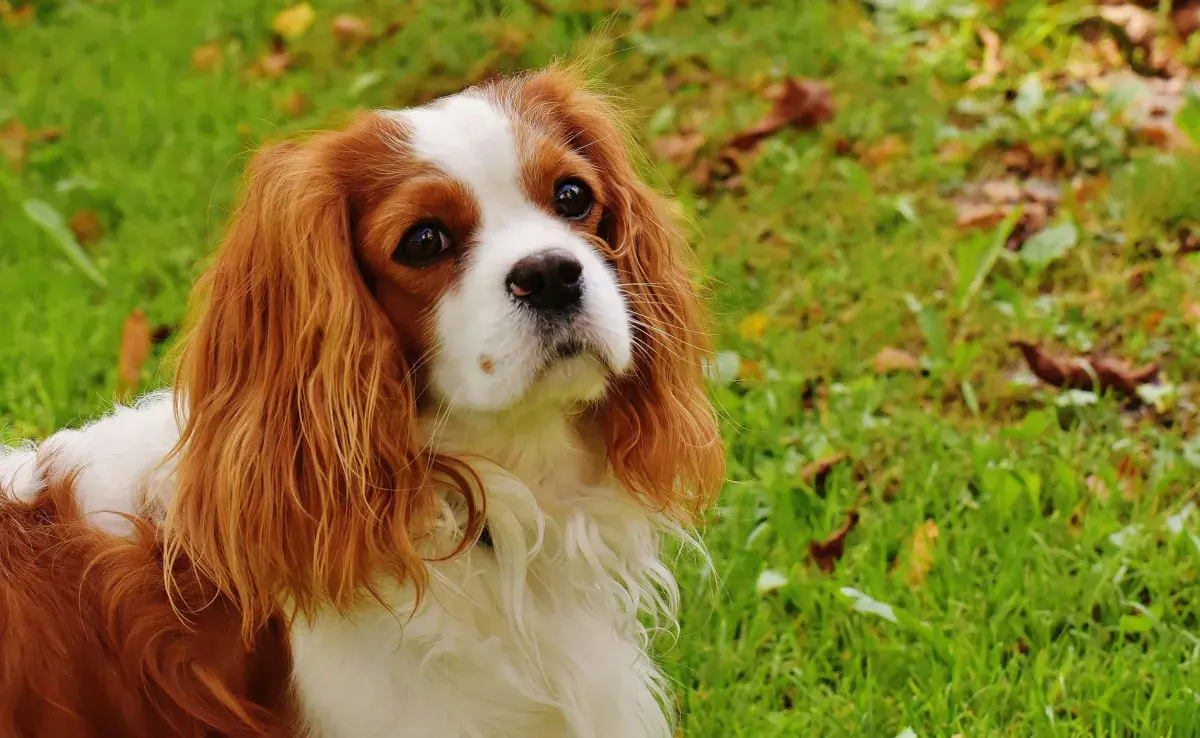 Cavalier King Charles Spaniel se hizo famoso por la serie Sex and the City.