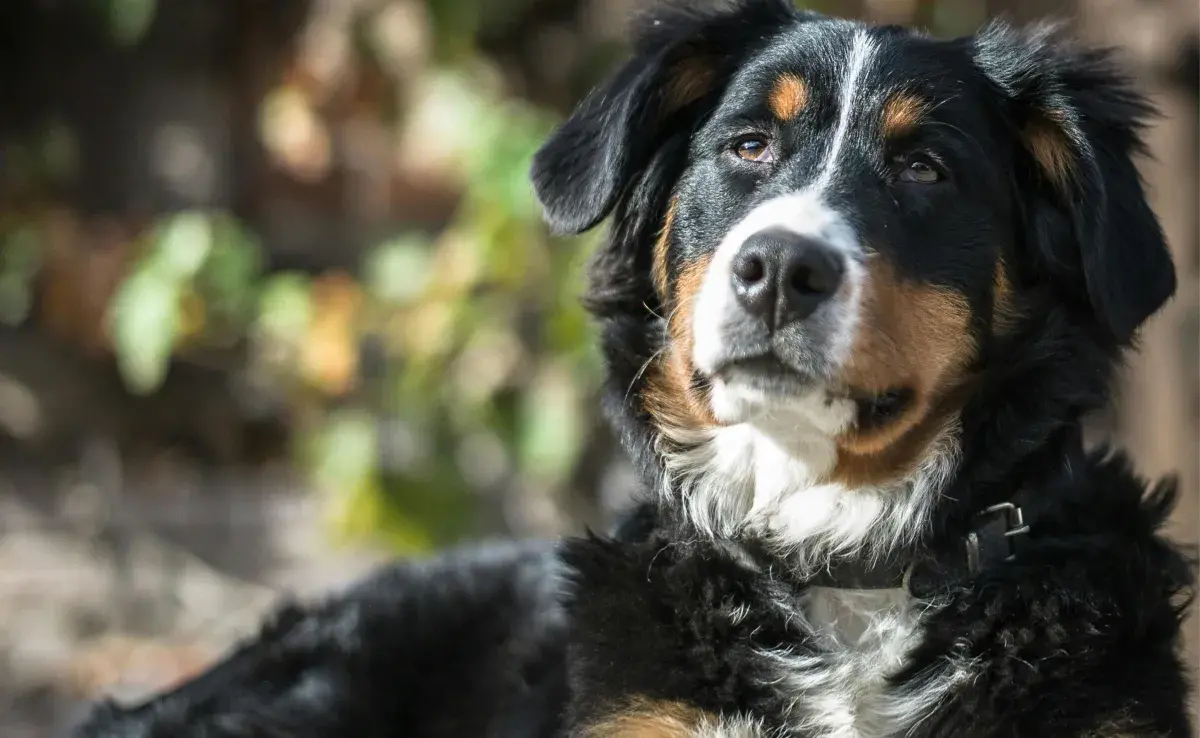 Adoptar a un perro senil te garantiza más amor y fidelidad.