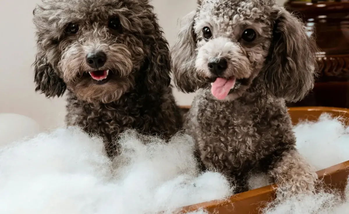 Si bañas a tu perro y sigue oliendo mal, puede ser un problema de salud. 