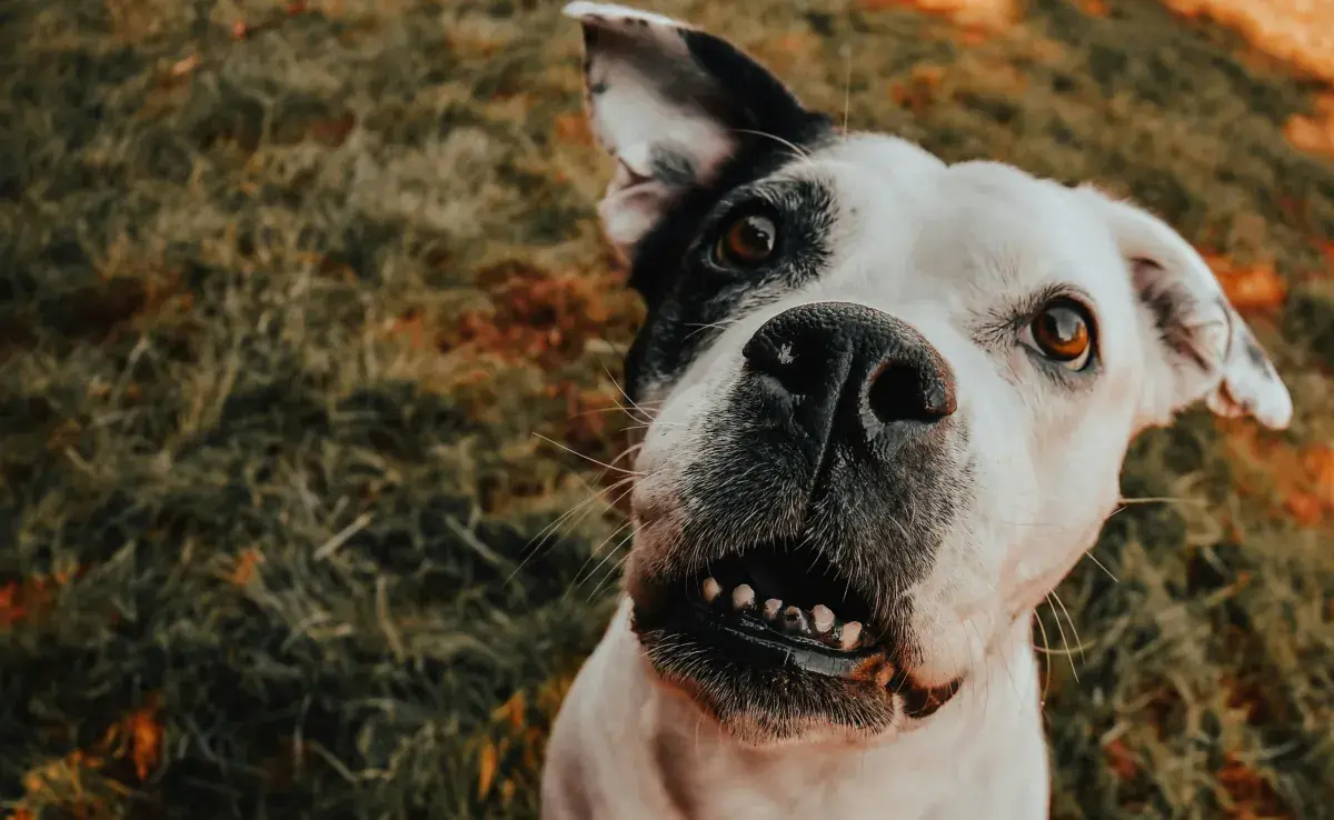 Los perros pueden usar brackets, pero por no cuestiones estéticas.