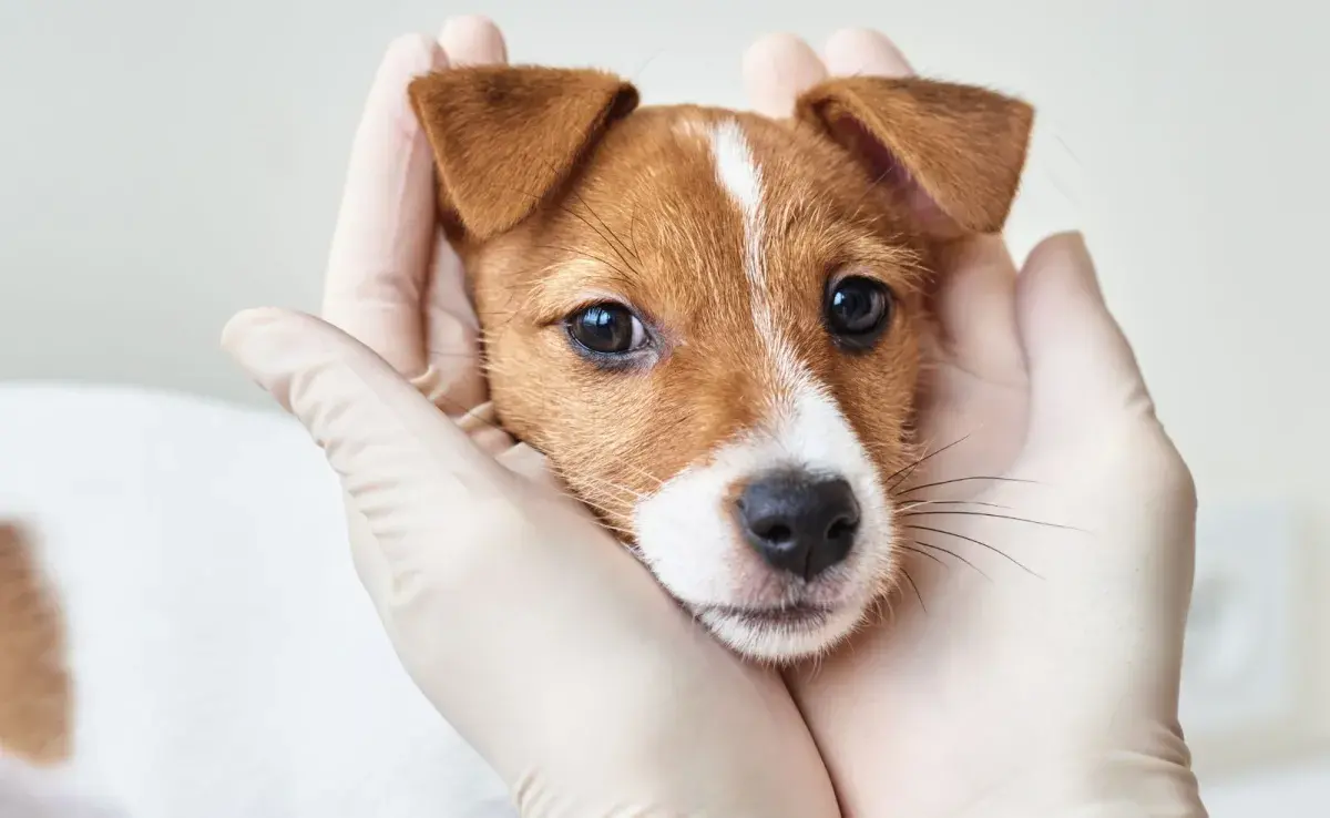 Tener un cachorrito requiere un cambio significativo en tu rutina diaria.