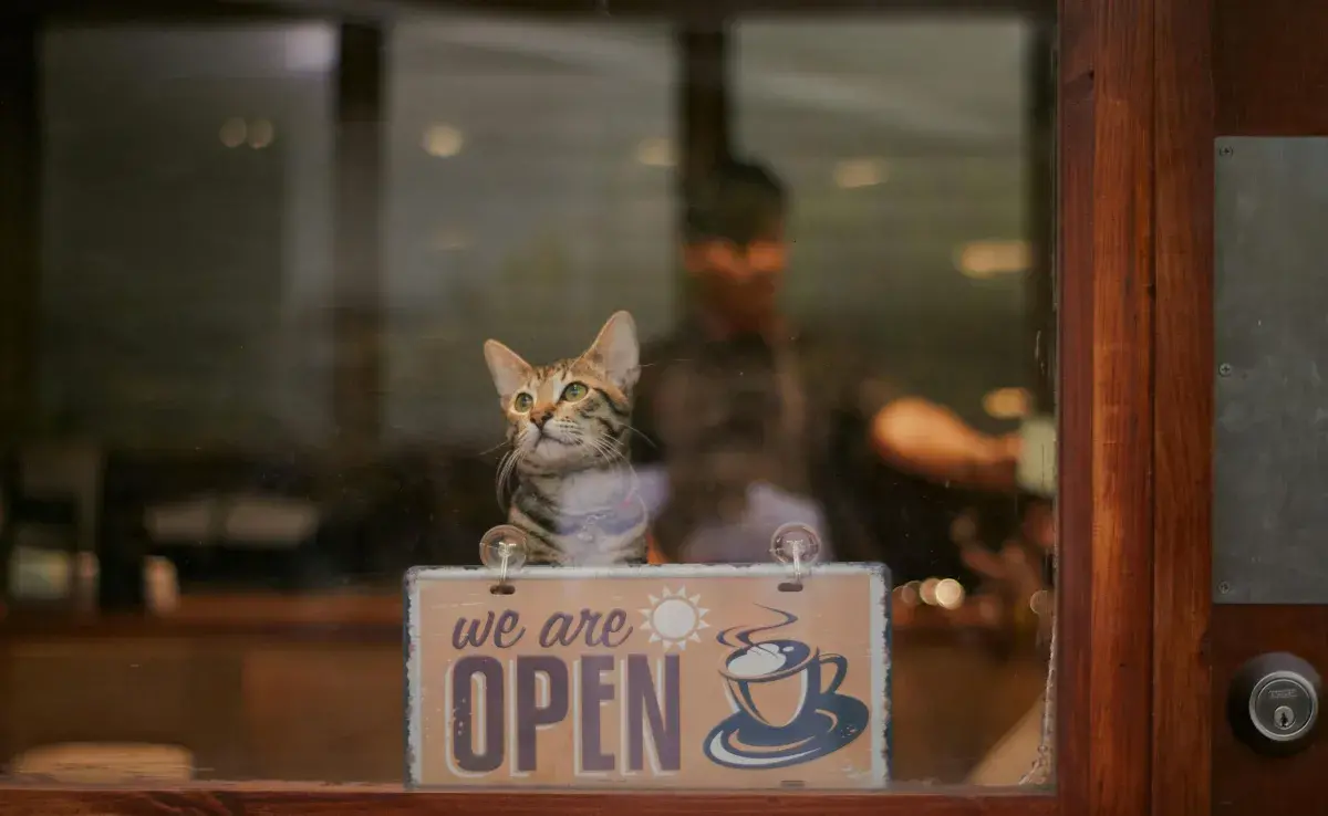 Estas cafeterías en CDMX promueven la adopción de gatos. 