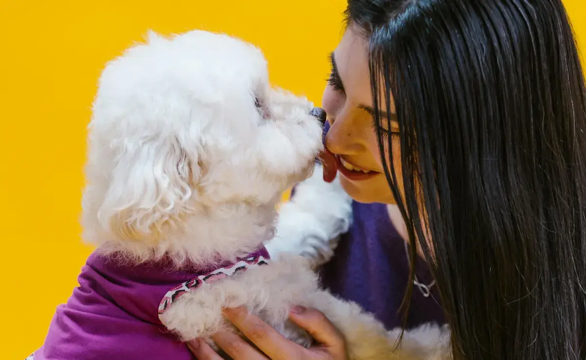 Los French Poodles son de los perros más cariñosos.