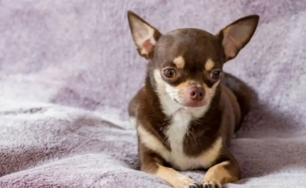 Debido a su tamaño diminuto, los Chihuahuas pueden sentirse fácilmente amenazados.