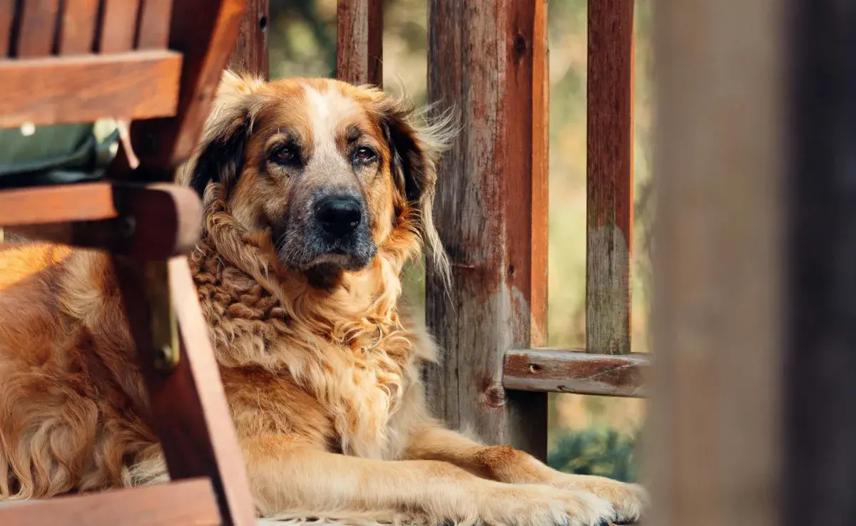 Recuerda que debes cambiarle la dieta a tu perro conforme crece. 