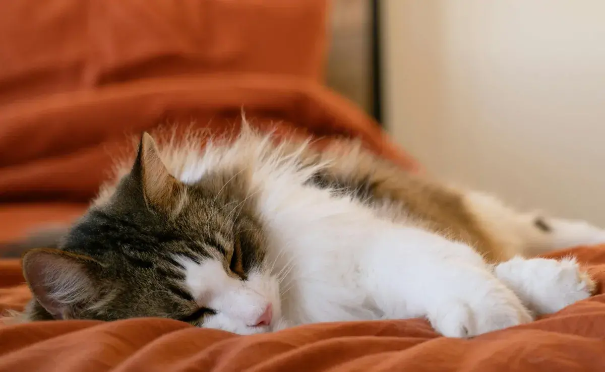 Los gatos pueden dormir hasta 16 horas al día.