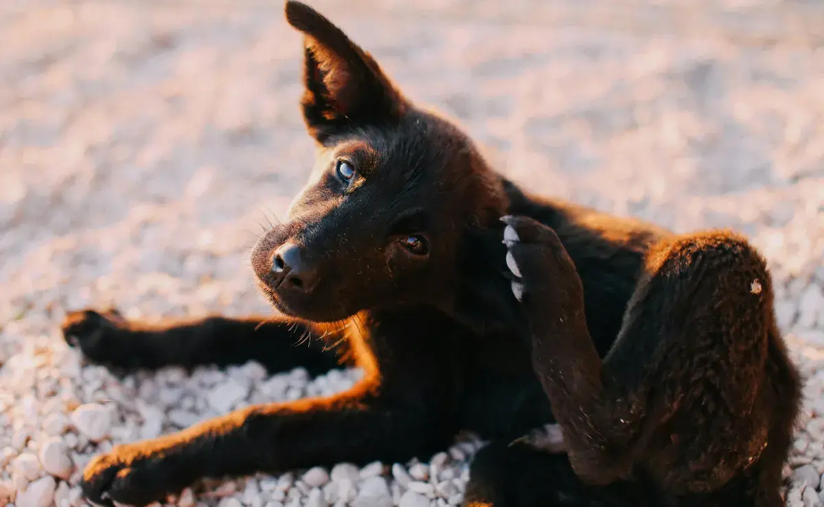 Durante el calor es más probable que tu mascota se llene de garrapatas.