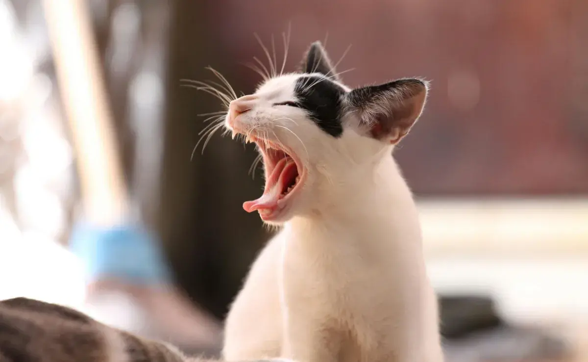 Evita el mal olor de boca de tu gato lavándole los dientes.