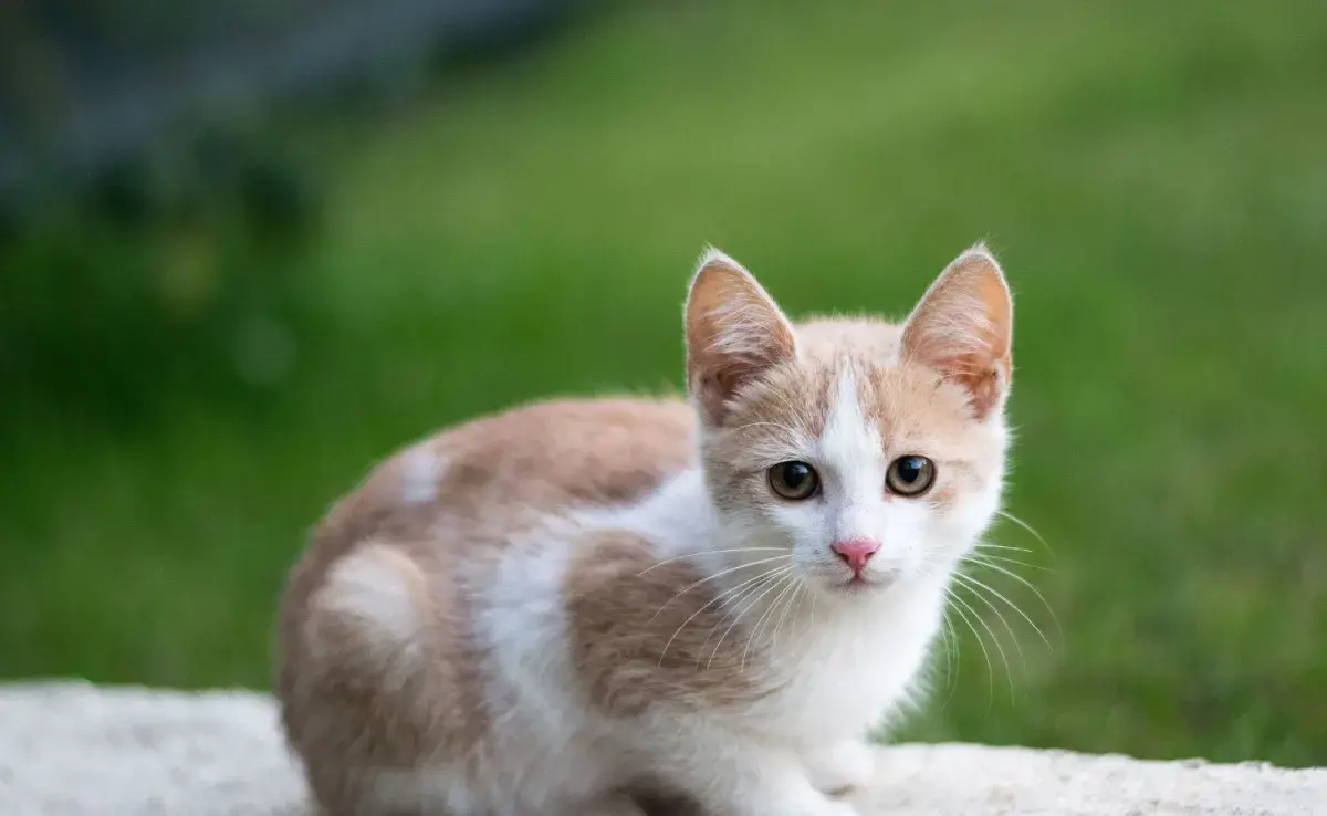 Generalmente, los gatos comienzan a abrir los ojos entre los siete y 14 días de vida. 