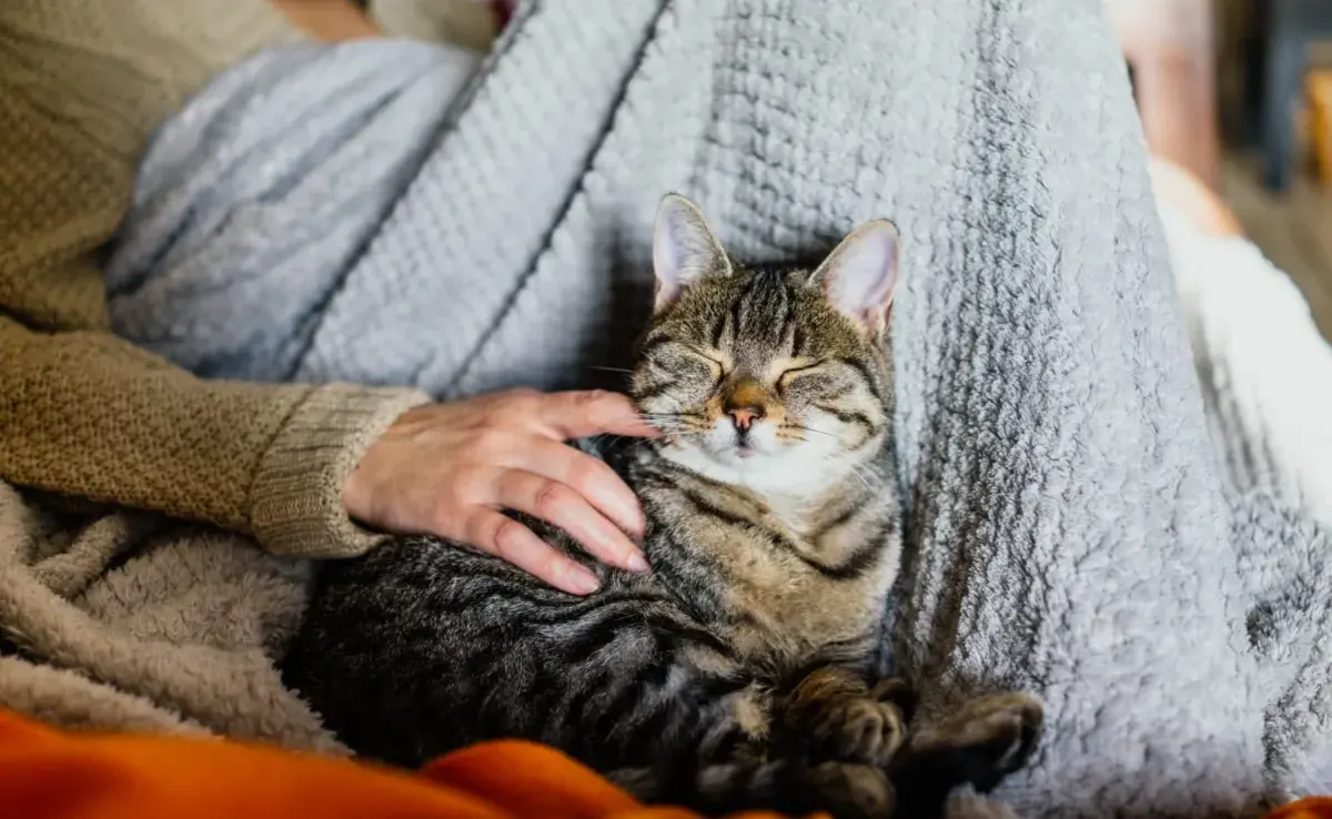 Los dueños afectan el entorno y la rutina de sus gatos, lo que a su vez moldea su comportamiento.