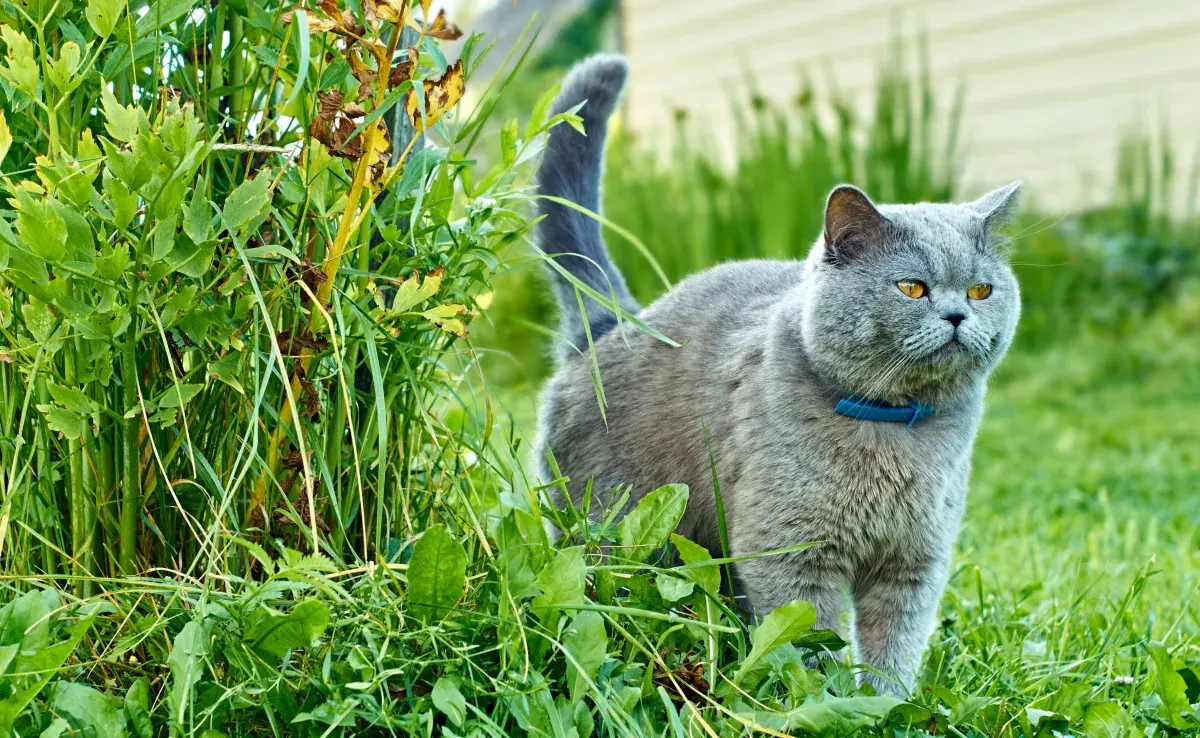 La clave para que un gato te haga caso está en la entonación y en la familiaridad con la voz.