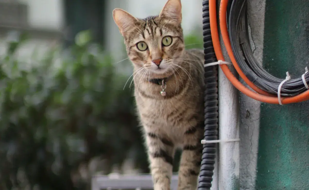 Si tu gato muerde los cables, puede ser por un problema de encías.