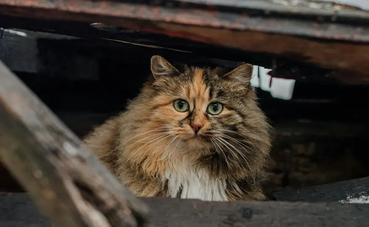 Es "normal" que un gato viejo se esconda; puede ser señal de dolor.