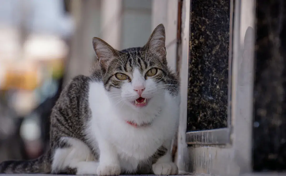 Gracias a una nueva app, los maullidos de tu gato tendrán significado.