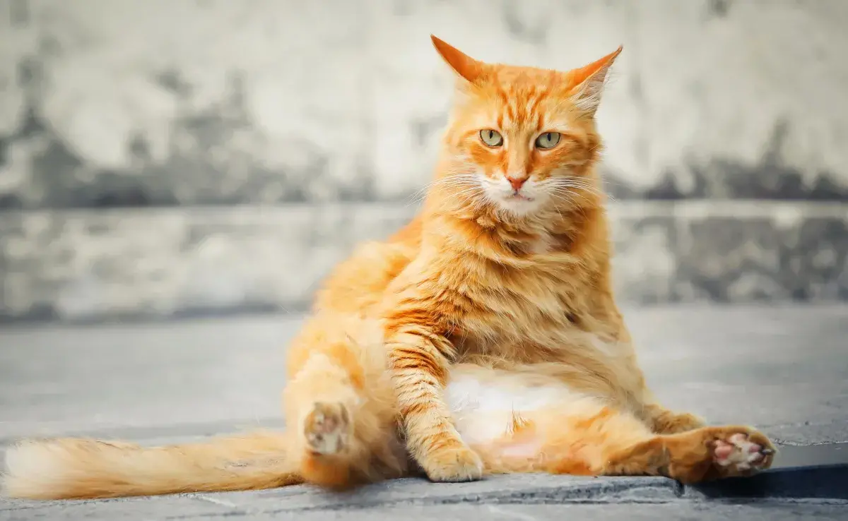 La ascitis provoca una hinchazón visible y palpable en el abdomen del gato.