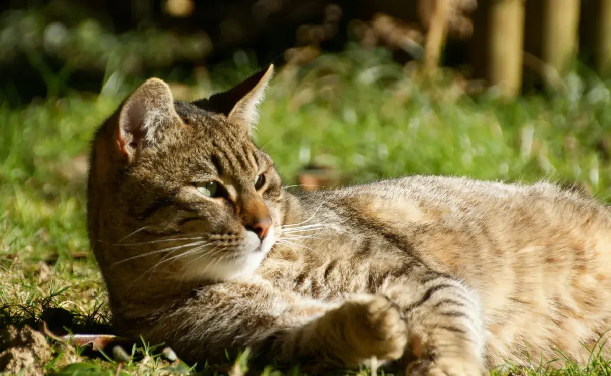 Los gatos son más tolerantes al calor, pero no te confíes.