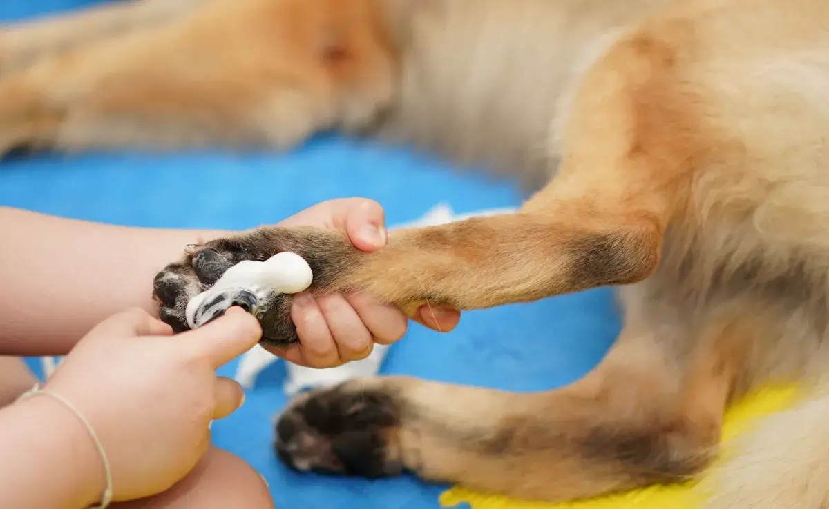 Existen toallitas especialmente formuladas para mascotas, diseñadas con ingredientes suaves y libres de químicos.