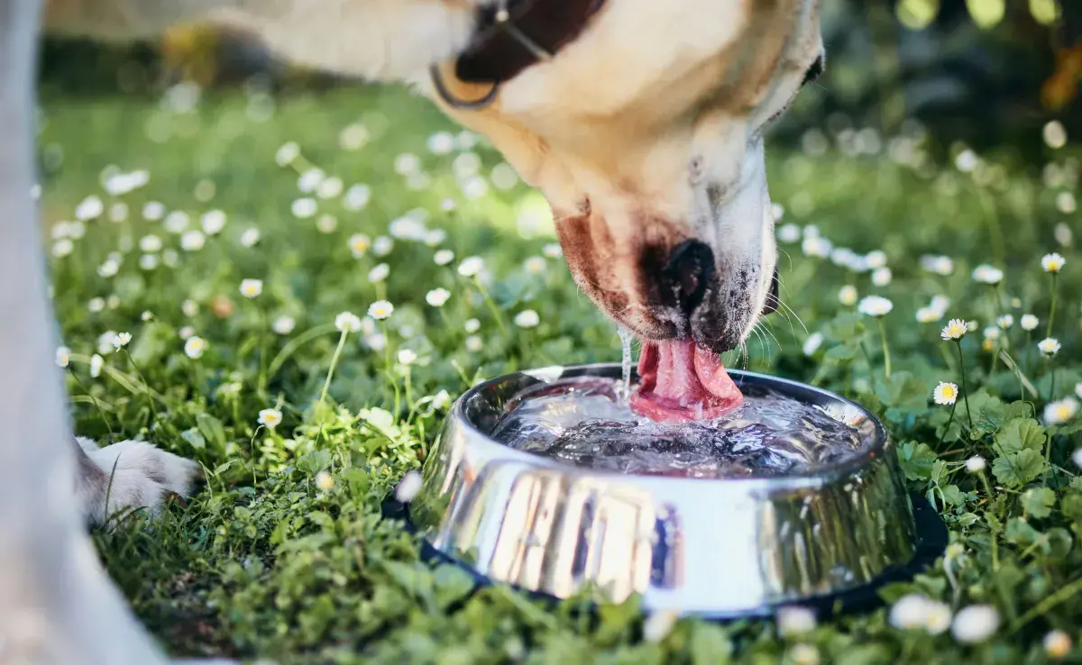 A veces, incorporar alimentos húmedos en su dieta puede ayudar a que tome menos agua.