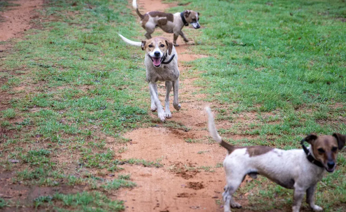 Si tu perro se revuelca en cosas apestosas, no lo regañes, mejor distráelo. 