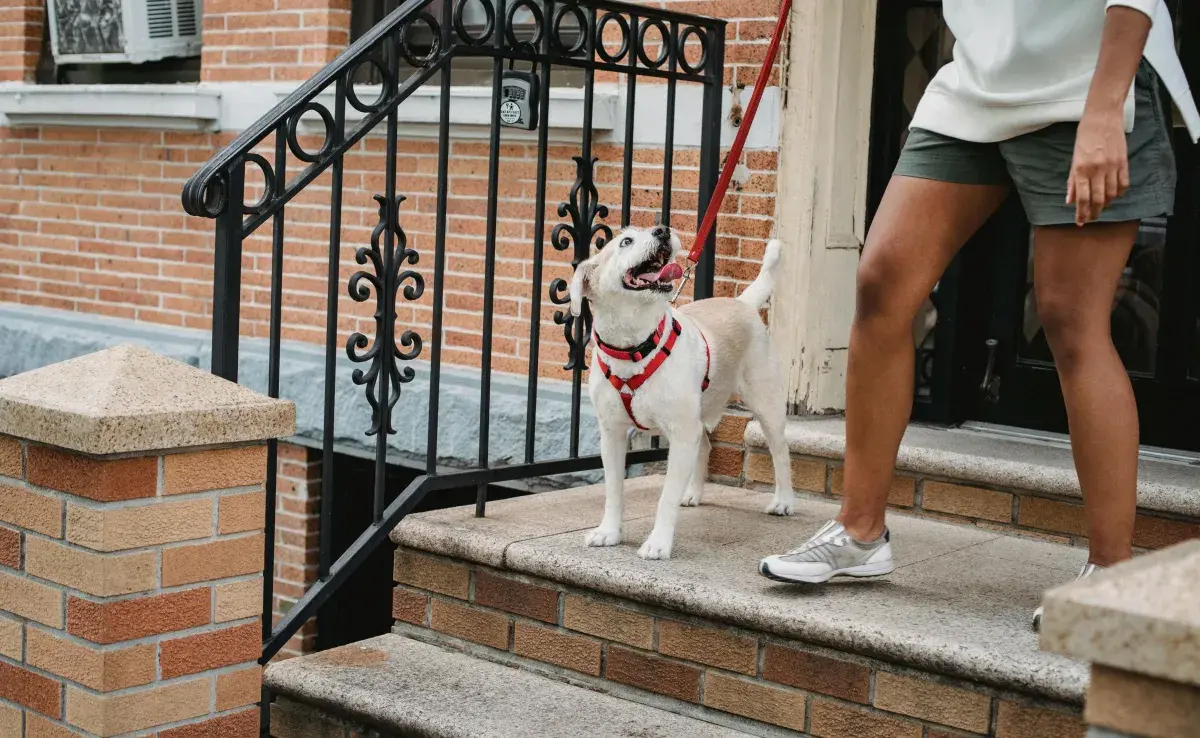 No obligues a tu perro a bajar las escaleras. 