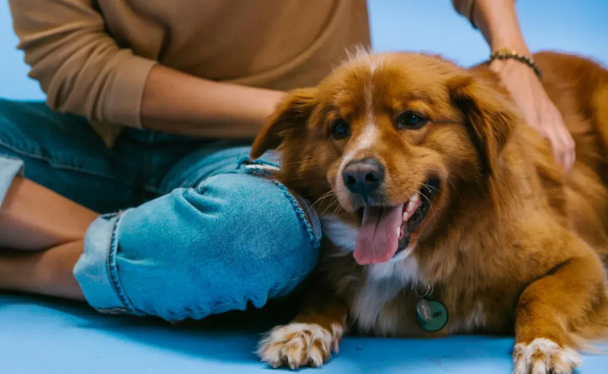 Los perros son de rituales y girar antes de acostarse, puede ser uno de ellos.