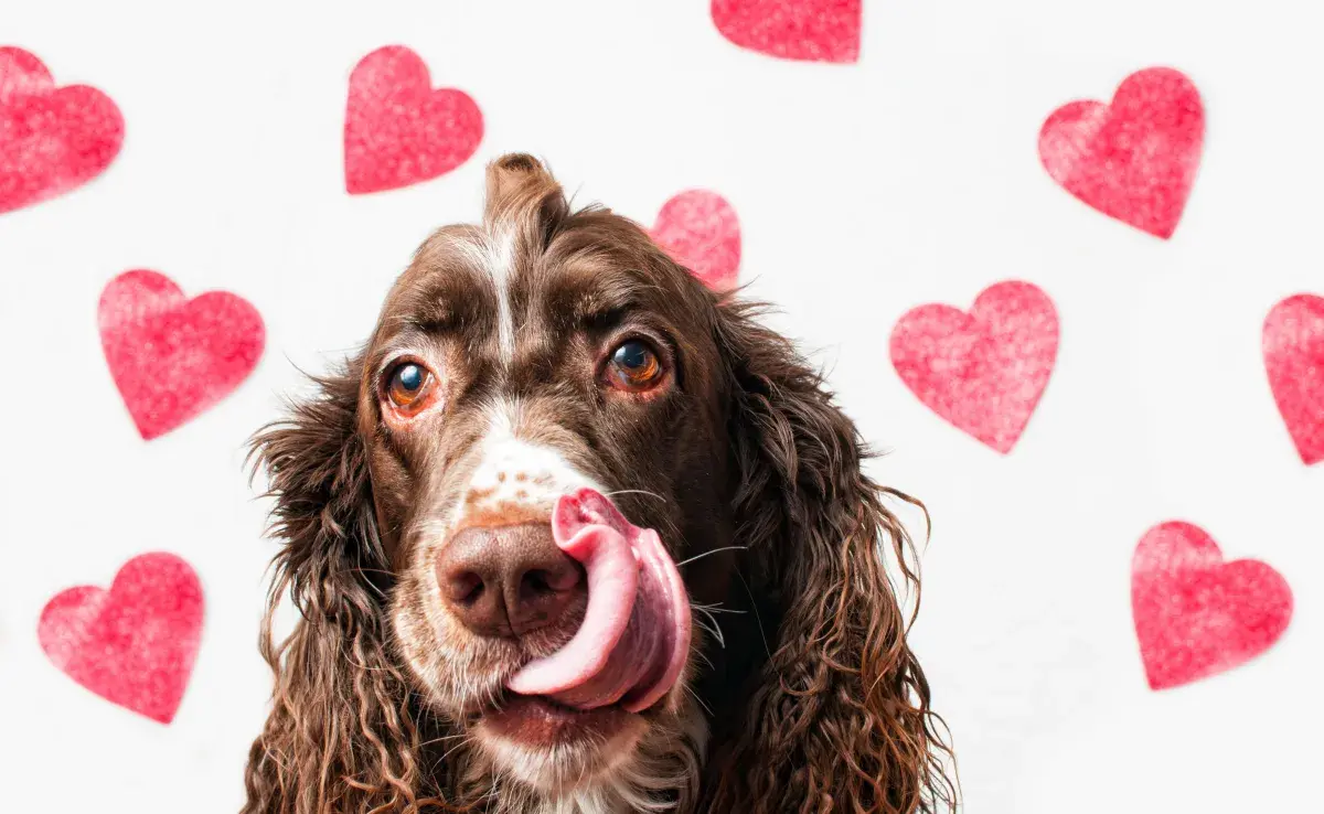 Puedes preparar una receta casera especial para tu gato o tu perro con ingredientes aptos para ellos. 