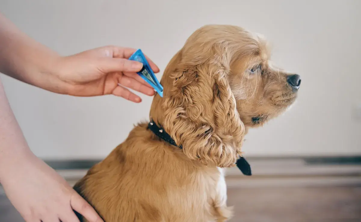 Los perros pueden aprender mediante la observación y la repetición.