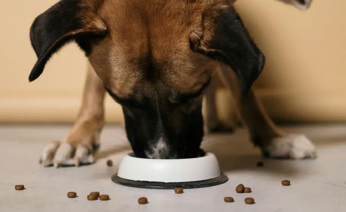 Si tu perro no quiere comer, cámbiale el alimento.