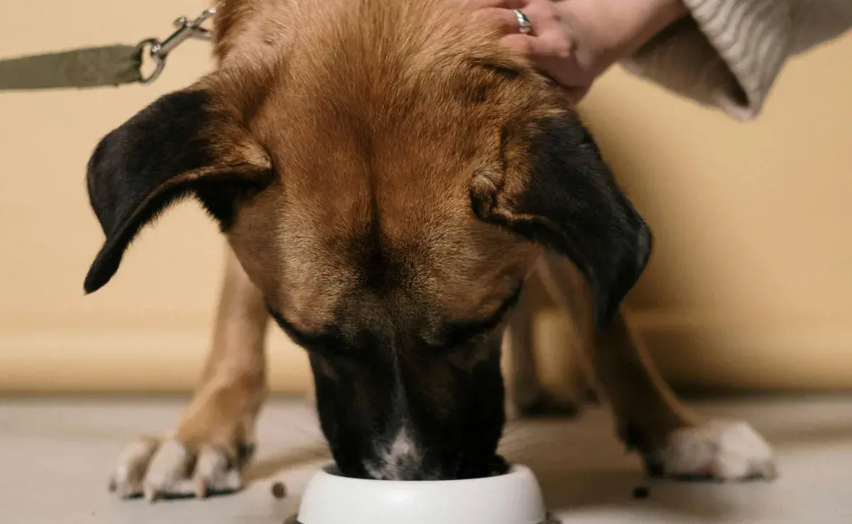 El alimento húmedo es ideal para los perros sin dientes.