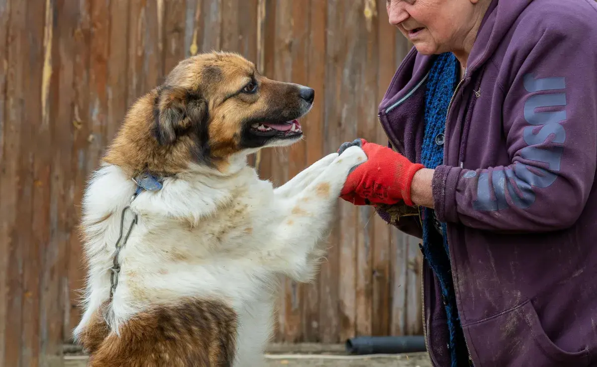 La diferencia entre un perro anciano y uno geriátrico tiene que ver con la energía y cuidados.