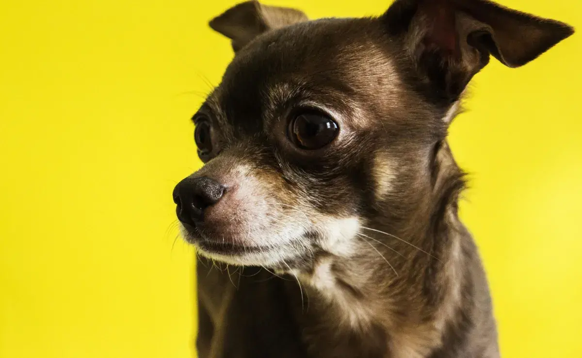 Hay razas de perros que son más propensos a tener problemas cardiacos.