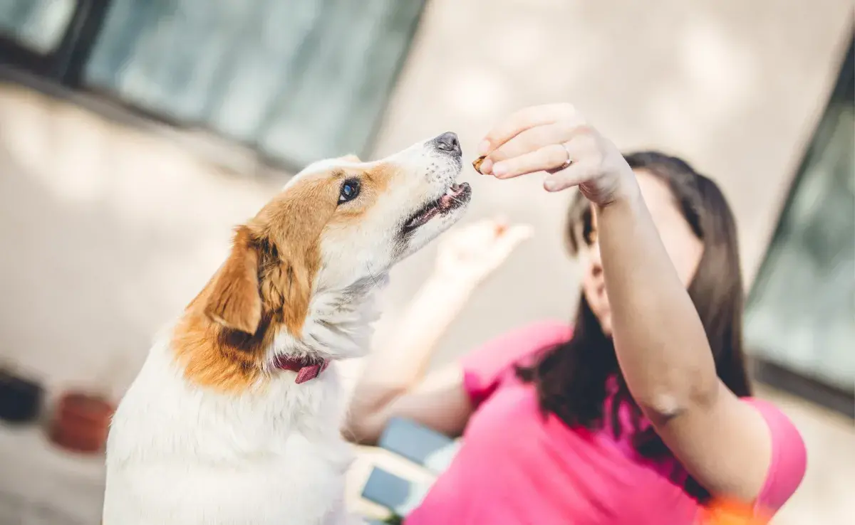 Si tu perrito ama los premios frescos, un helado casero es una opción ideal.