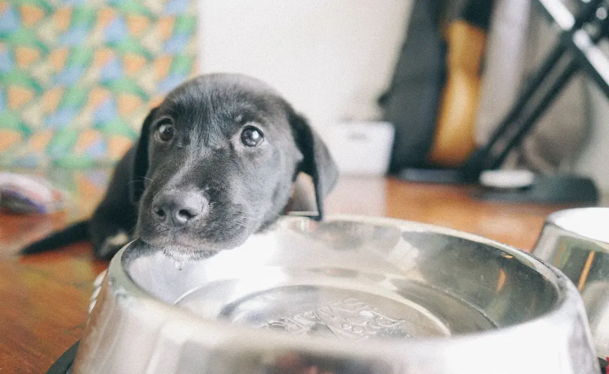 Asegúrate de que tu cachorro tenga acceso constante a agua fresca y limpia. 