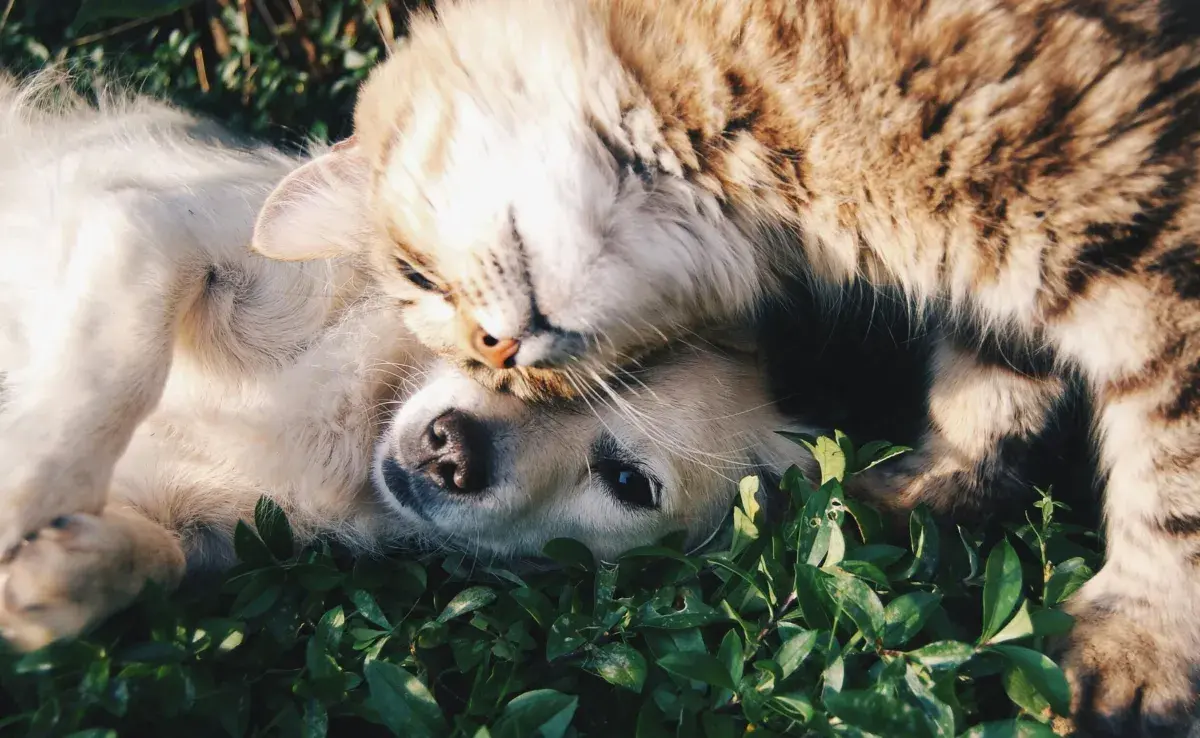 Recuerda que una gata puede tener celos varias veces al año.