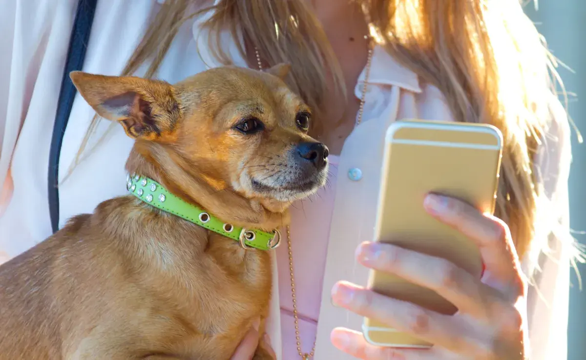 PetPhone, un dispositivo innovador diseñado específicamente para mascotas.