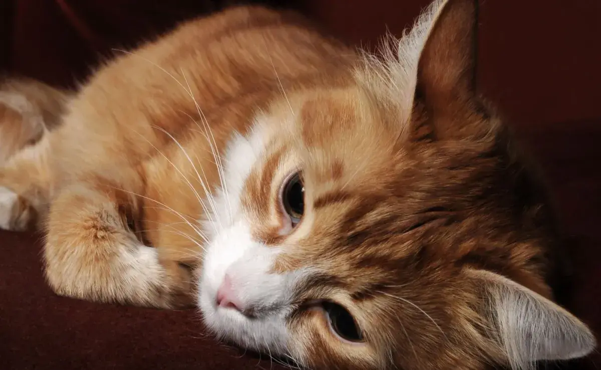 El tamaño del gato también influye en sus necesidades nutricionales.