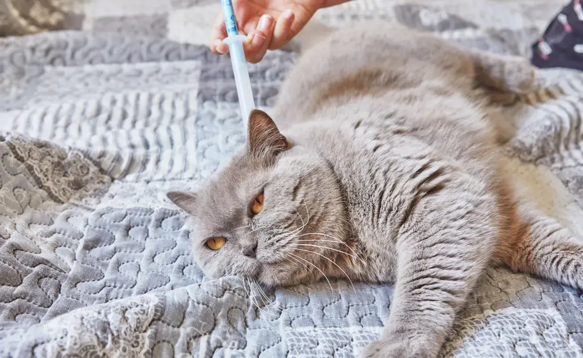 La administración de estas vacunas comienza en gatitos a partir de las 8 semanas de edad.