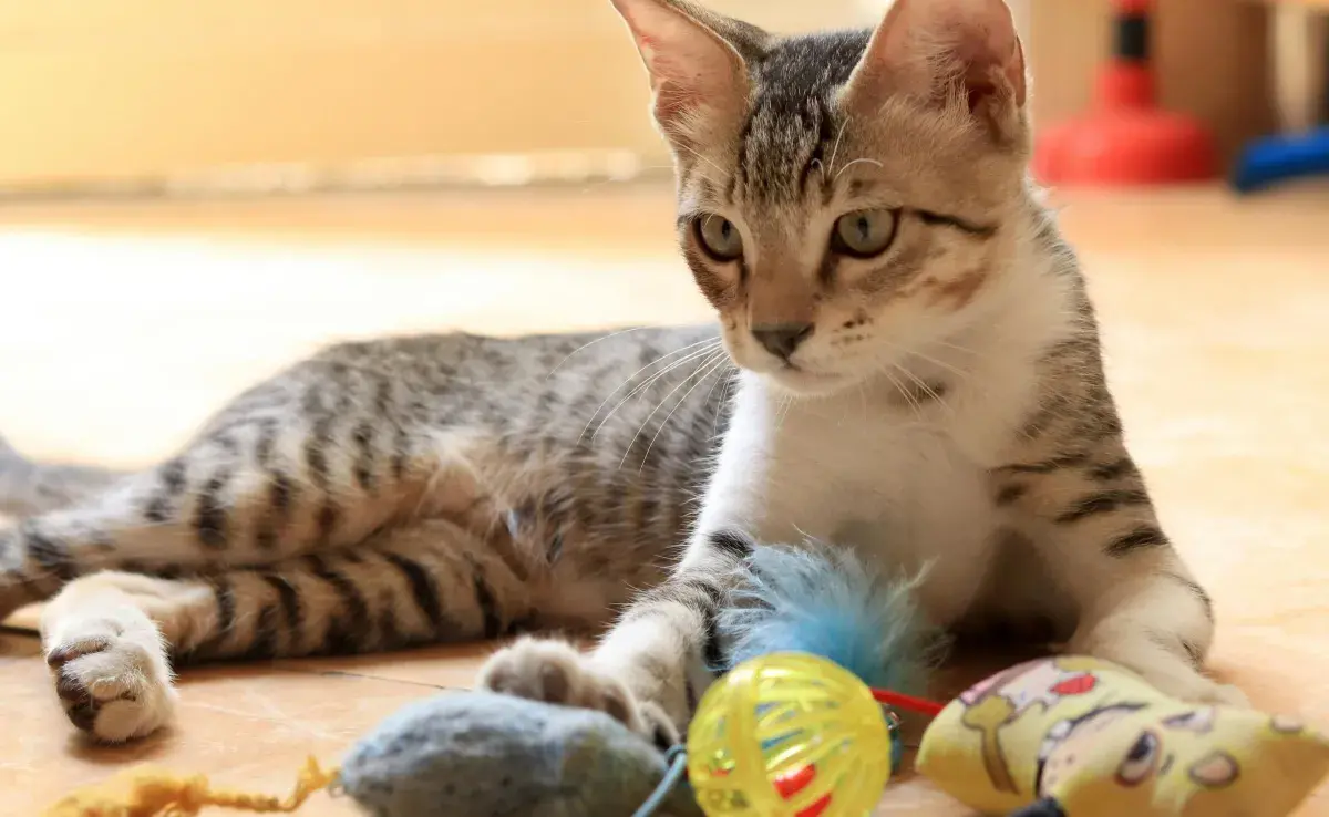 Los juguetes dentales ayudan a mantener los dientes de tu gato sanos. 