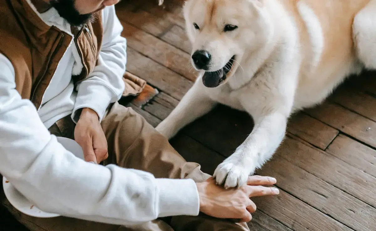 Los ojos de un perro son ventanas a su alma.