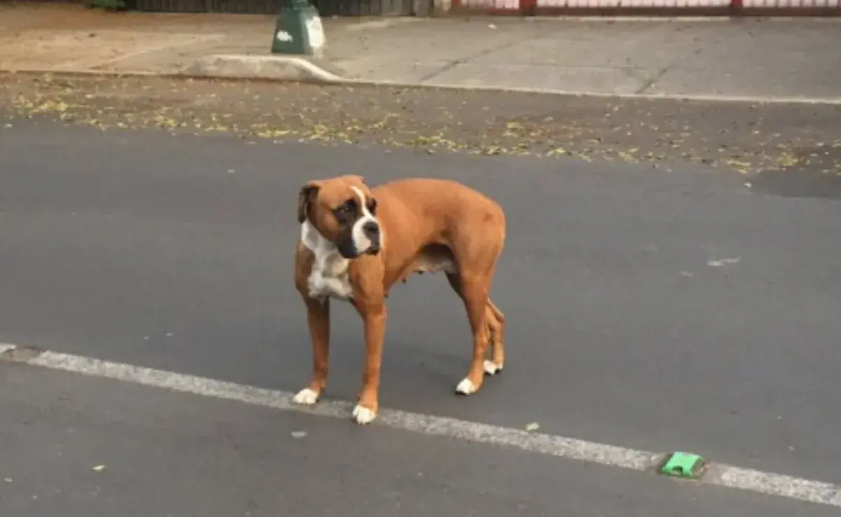 Los habitantes de Tiflis han adoptado una actitud amable hacia los perros sin hogar.